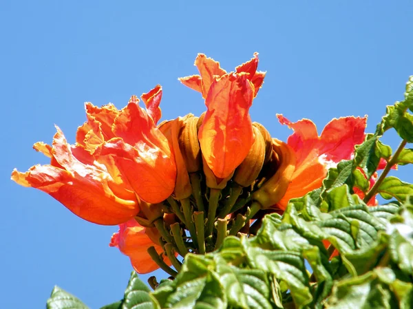 Of Yehuda Spathodea campanulata bloem geïsoleerd 2010 — Stockfoto
