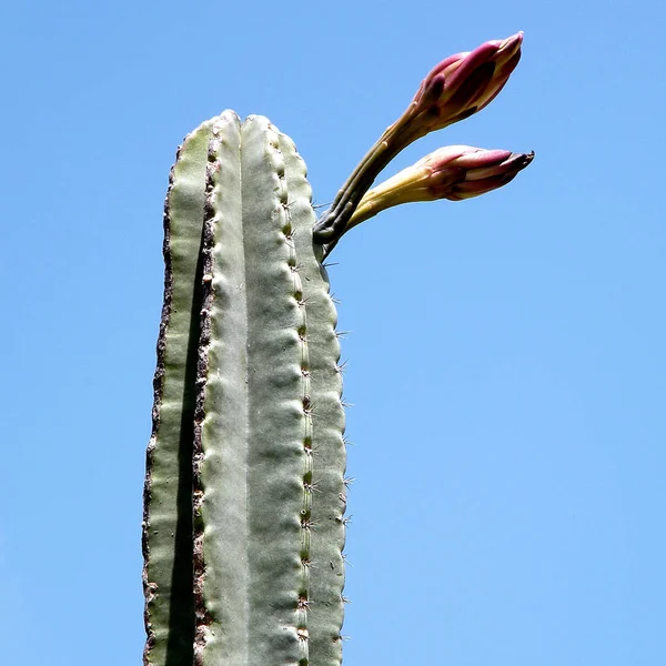 Neve Monosson the San Pedro Cactus buds 2010 Stock Photo