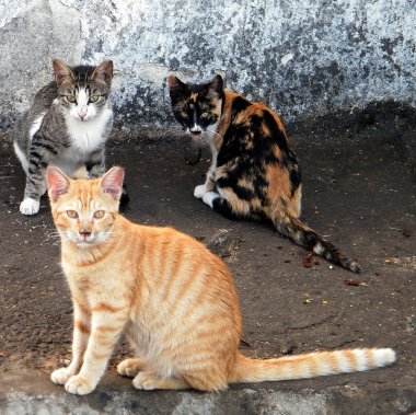 Veya Yehuda kedi 2010