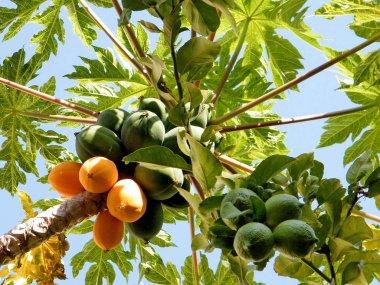 Veya Yehuda Papaya ve limon 2010