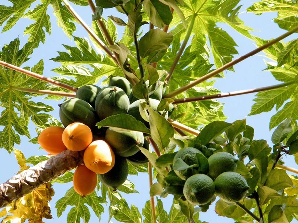 Vagy Yehuda Papaya és citrom 2010 Jogdíjmentes Stock Képek