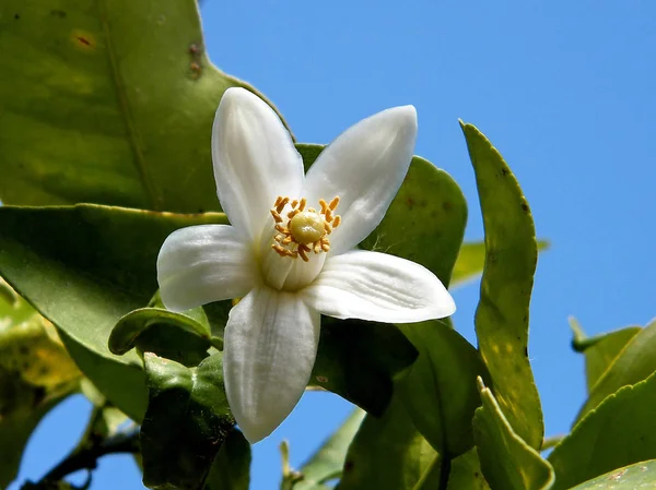 Ou flor de toranja Yehuda 2011 — Fotografia de Stock