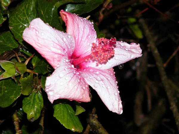 Or Yehuda Hibiscus after rain 2011 — Stock Photo, Image