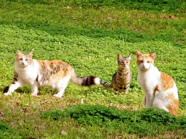 Neve Monosson Katzen 2011 — Stockfoto