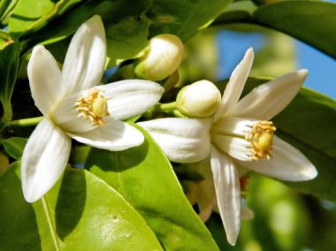 Veya 2011 Yehuda greyfurt çiçekler