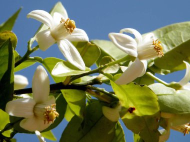 Or Yehuda greyfurt çiçeği 2011