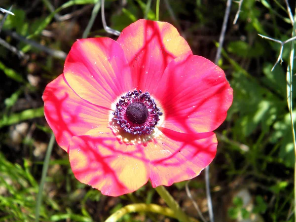 Shoham Crown Anemone fiore 2011 — Foto Stock