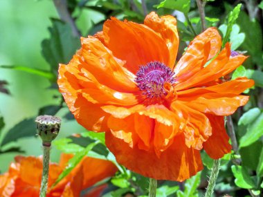 Thornhill haşhaş çiçek 2017