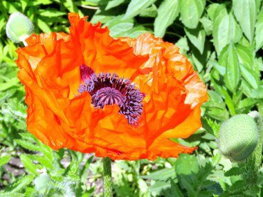 Toronto yüksek Park haşhaş çiçek 2017