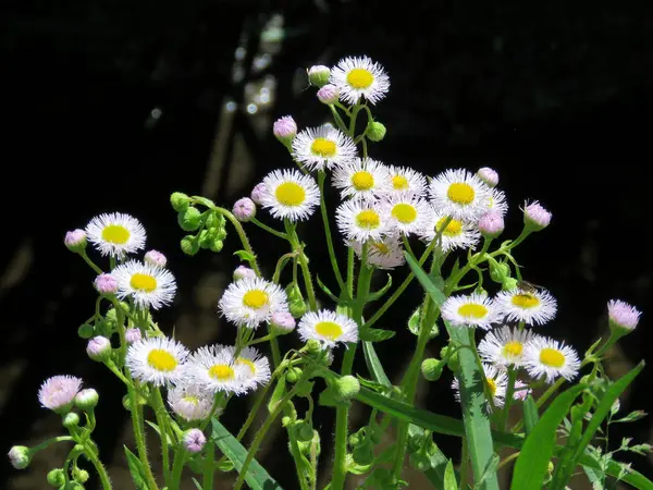 Thornhill wild madeliefjes 2017 — Stockfoto