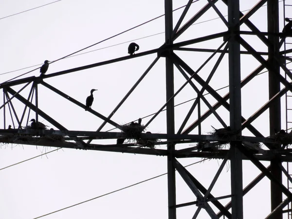 Toronto the transmission tower with nests of Cormorant 2017 — Stock Photo, Image