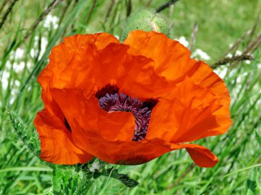 Toronto yüksek Park haşhaş 2017