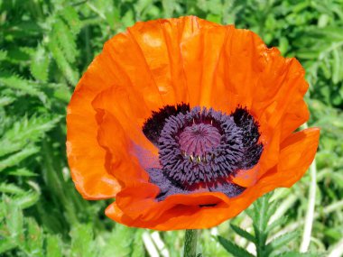  2017 izole Toronto yüksek Park haşhaş çiçek