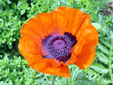  Toronto yüksek Park haşhaş çiçek 2017