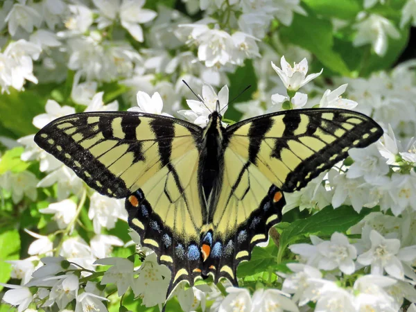 Toronto yüksek Park Doğu Tiger Swallowtail 2017 — Stok fotoğraf