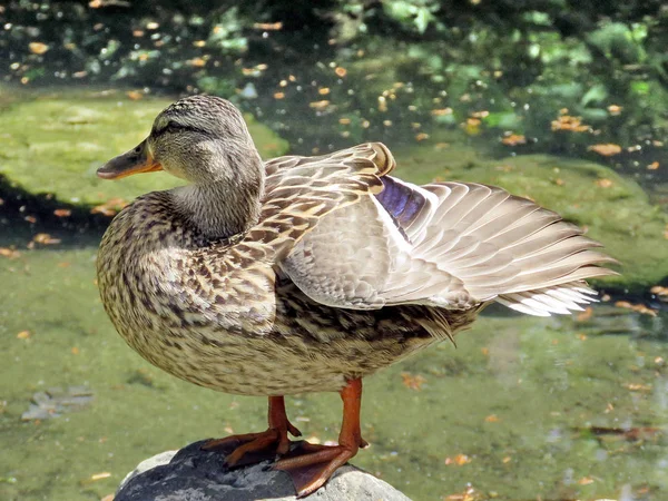 Pato Toronto High Park 2017 — Fotografia de Stock