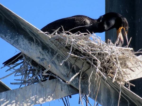 Toronto Cormorand voedt haar kuiken in het nest op de transmissi — Stockfoto