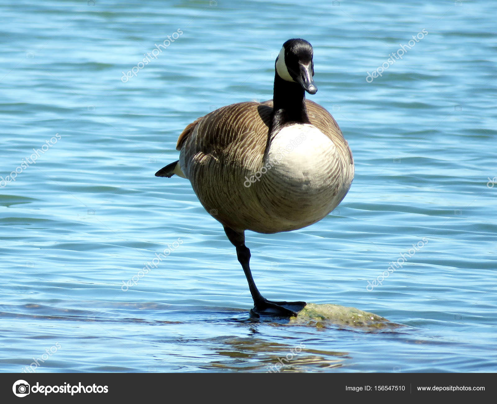 canada goose 2017 AZZURRO canada goose 2017 AZZURRO