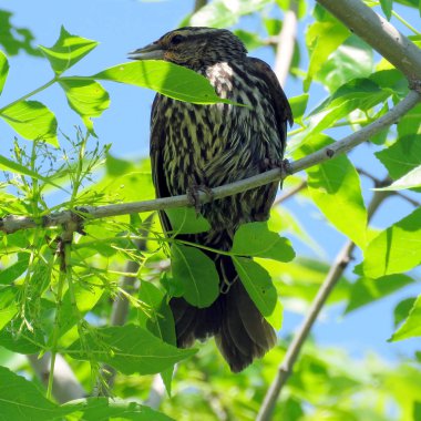 Toronto göl kadın Kırmızı - kanatlı karakuş bir ağacın 2017