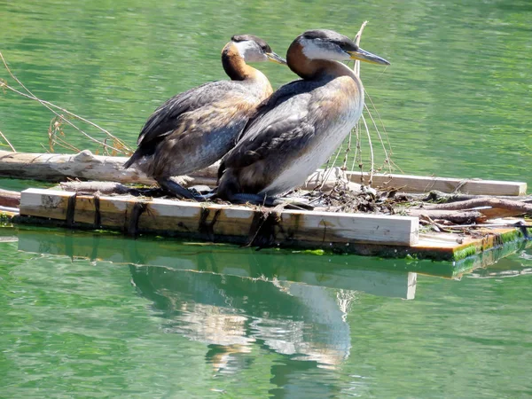 Toronto Lake red-necked grebes on a nest 2017 — Stock Photo, Image