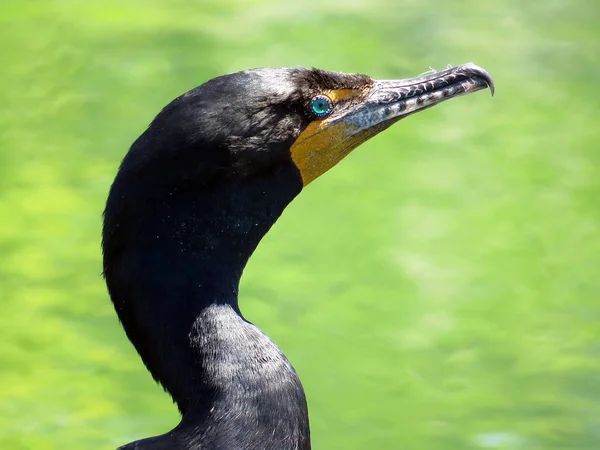 Toronto Lake o retrato de Cormorant 2017 — Fotografia de Stock