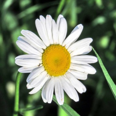 Toronto alan daisy 2017