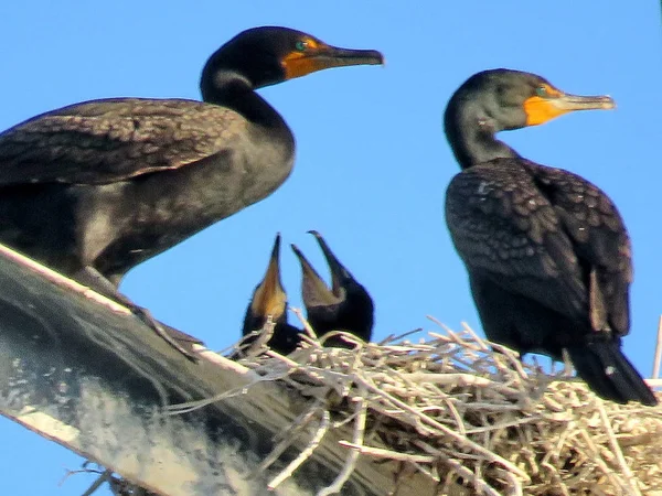 Toronto Cormorant familia en la torre de transmisión 2017 — Foto de Stock