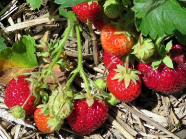  Markham çilek şube 2017