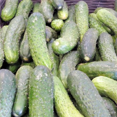 Markham salatalık 2017 