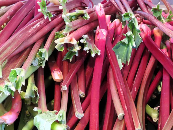 Markham Rhubarb 2017 — стоковое фото