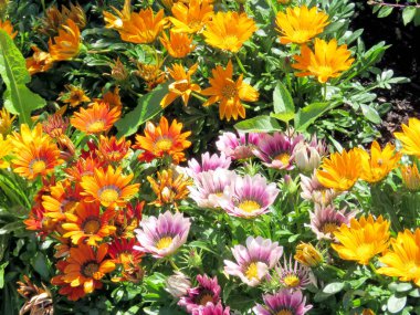 Toronto Gölü papatyalar 2016 halı 