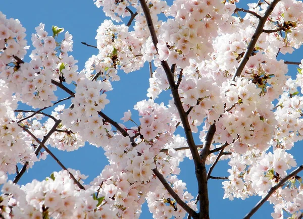 Washington Pink Cherry Blossoms april 2010 — Stockfoto