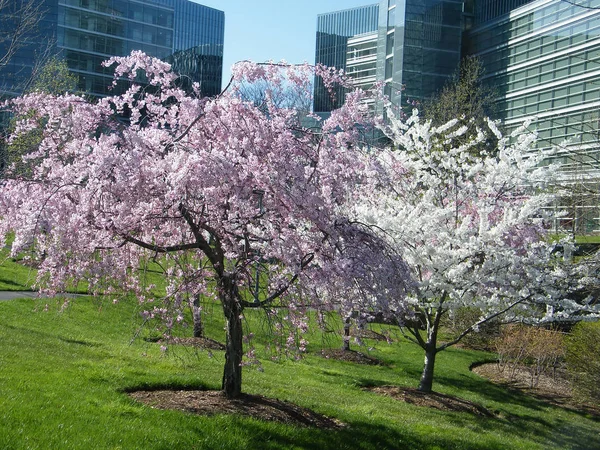 Tysons Köşesi 2010