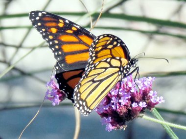 Toronto Gölü Bir çiçek üzerinde Monarch kelebek 2013