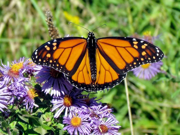 Toronto Lake Monarch farfalla sul fiore 2013 — Foto Stock