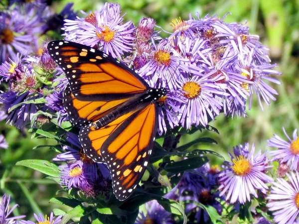 Toronto Lake Monarch Butterfly op bloemen 2013 — Stockfoto