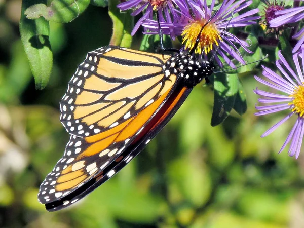 Toronto Lake Monarch Butterfly en bloemen 2013 — Stockfoto