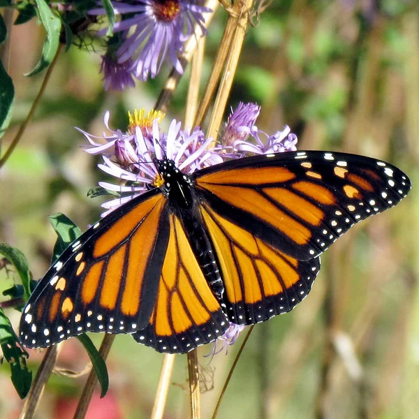 Toronto Lake the Monarch butterfly 2013 — Stock Photo, Image