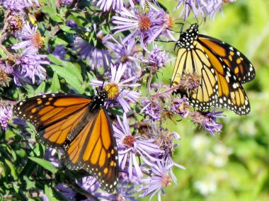 Monarch kelebek ve çiçek Toronto Gölü halı 2013