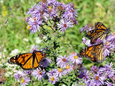 Monarch kelebek ve çiçek Toronto Gölü halı 2013