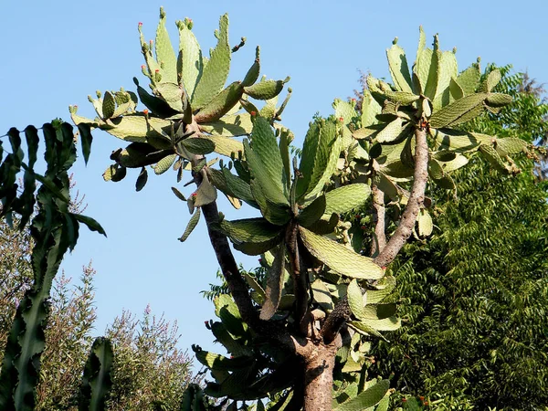 Neve Monosson Cactus como árbol 2010 —  Fotos de Stock