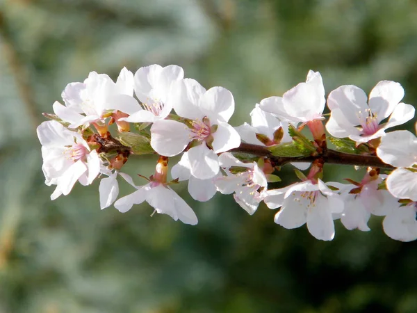 Branche de Thornhill des fleurs de cerisier 2010 — Photo