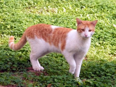 Neve Monosson Cat 2011