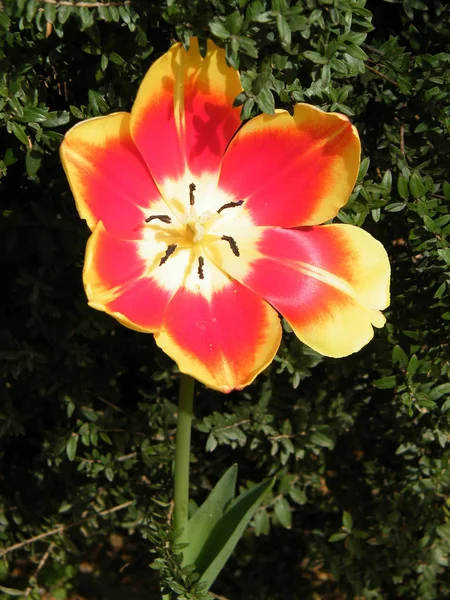 Veya Yehuda Orange Tulip 2011