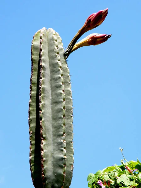 Neve Monosson San Pedro Cactus brotes 2010 —  Fotos de Stock