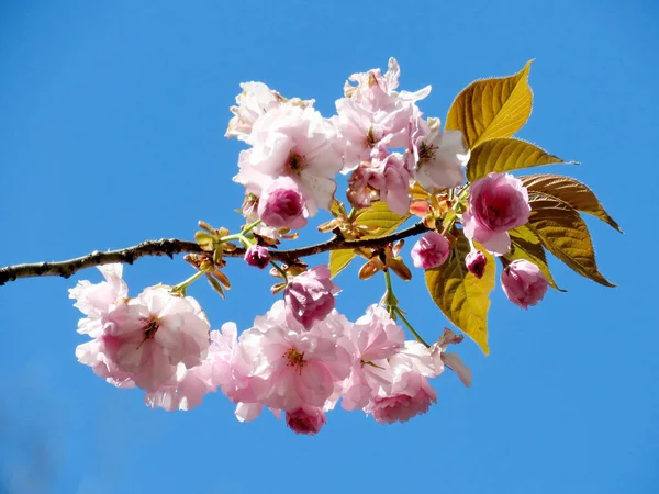 McLean Sakura şube 2016 