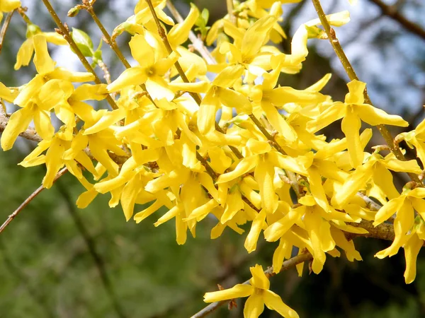 Limpiar la flor de Forsythia 2011 — Foto de Stock