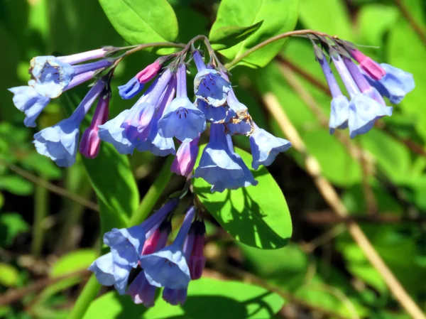 McLean Bluebells 2016 — Stok fotoğraf