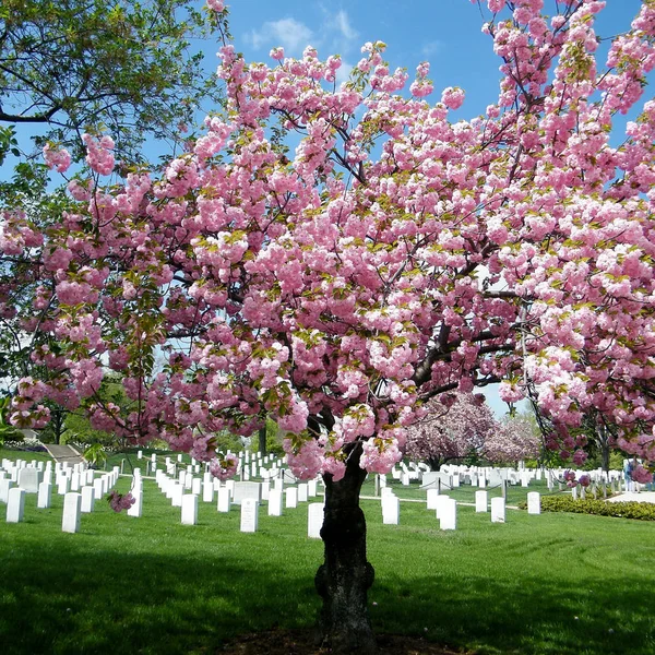 Cementerio de Arlington Sakura árbol 2010 — Foto de Stock