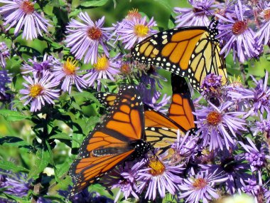 Toronto göl çiçekler 2013 Monarch kelebek